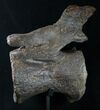 Massive Diplodocus Caudal Vertebra - Dana Quarry #10106-1